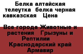 Белка алтайская телеутка, белка черная кавказская › Цена ­ 5 000 - Все города Животные и растения » Грызуны и Рептилии   . Краснодарский край,Армавир г.